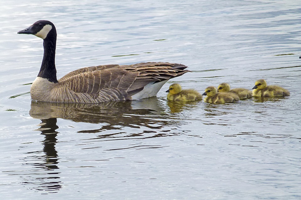 geese, goose family, family therapy, Peek Counseling