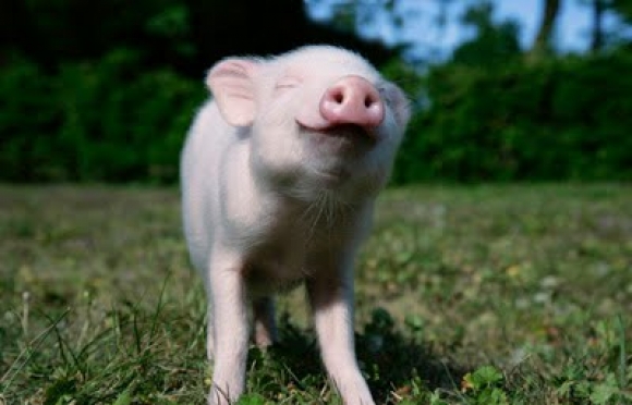 happy pig, be happy, happiness, counselor near me, Katie BIsbee-Peek, Peek Counseling, therapy, Denver therapist, pray for, prayfor